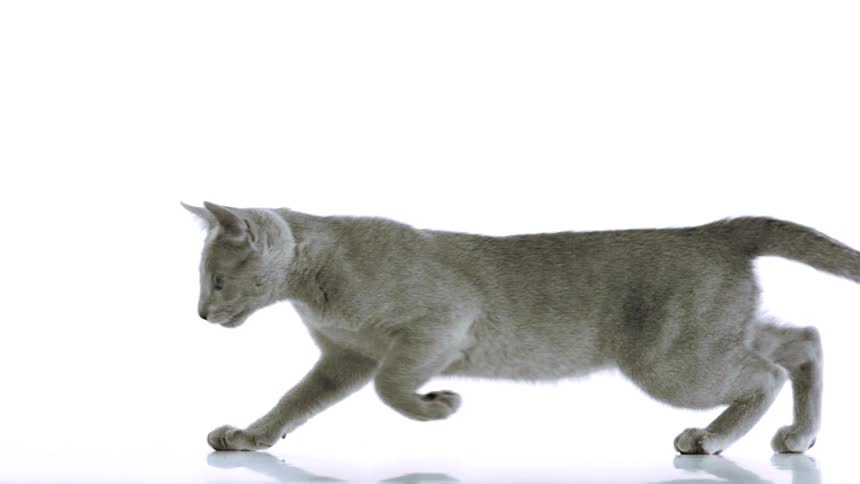 Gray shorthaired cat walking with its body extended against a white background