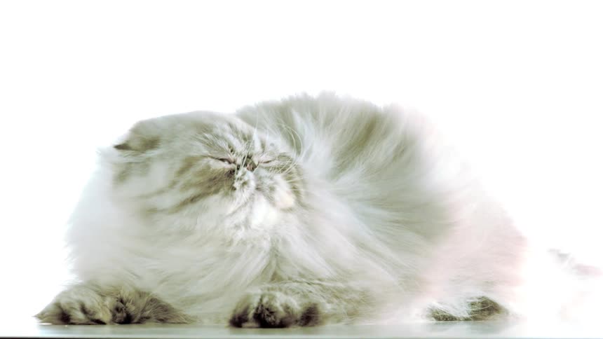 A close studio shot of a fluffy persian cat with light gray points resting against a bright white background blinking and slowly turning its head