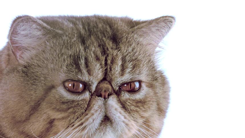 Flatfaced brown cat is shown in a closeup against a white background