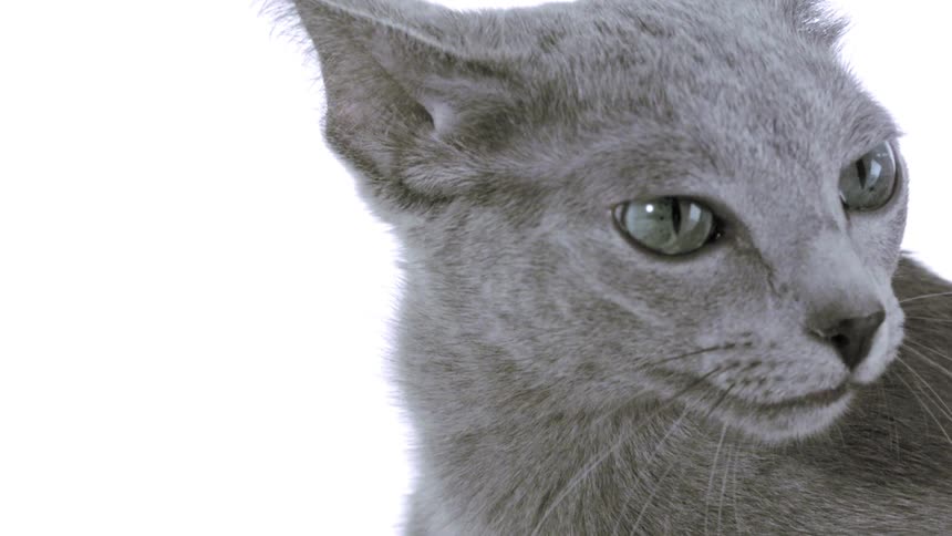 A cat stands on a brightly lit stage gazing around with a curious expression as the spotlight shines down
