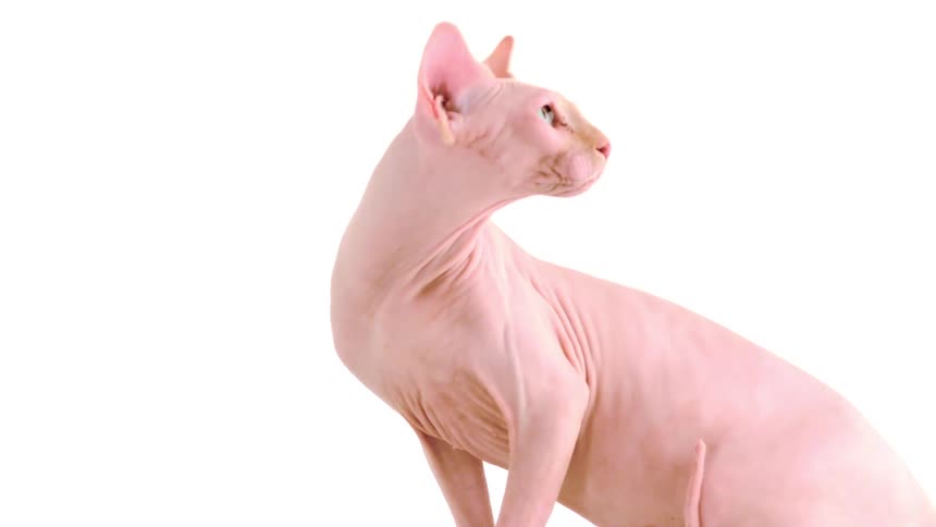 A hairless cat sitting in a room