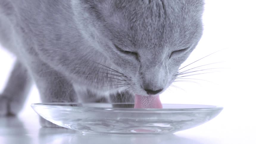 Gray cat licks liquid from a transparent saucer