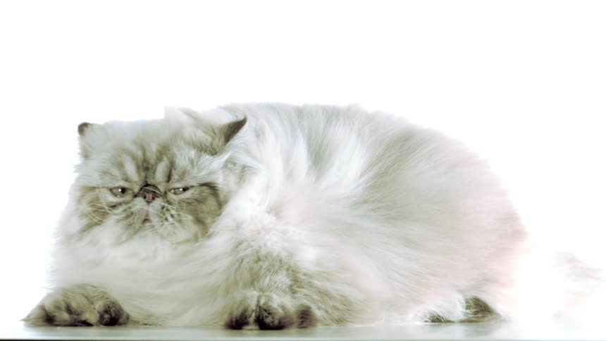 A fluffy white persian cat with a neutral expression is looking forward against a brightly lit white background