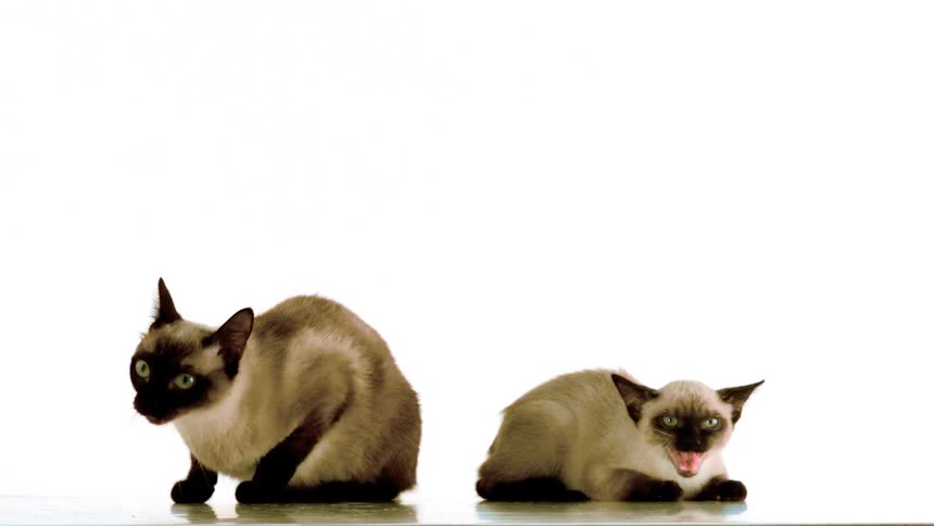 Two siamese cats positioned side by side against a light background