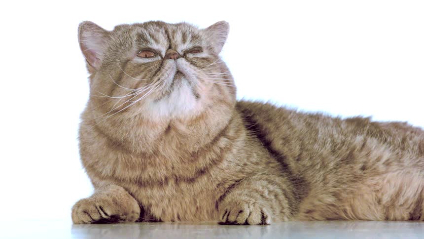 An orange cat lying down