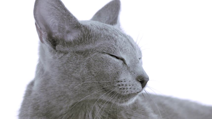 The gray cat is resting