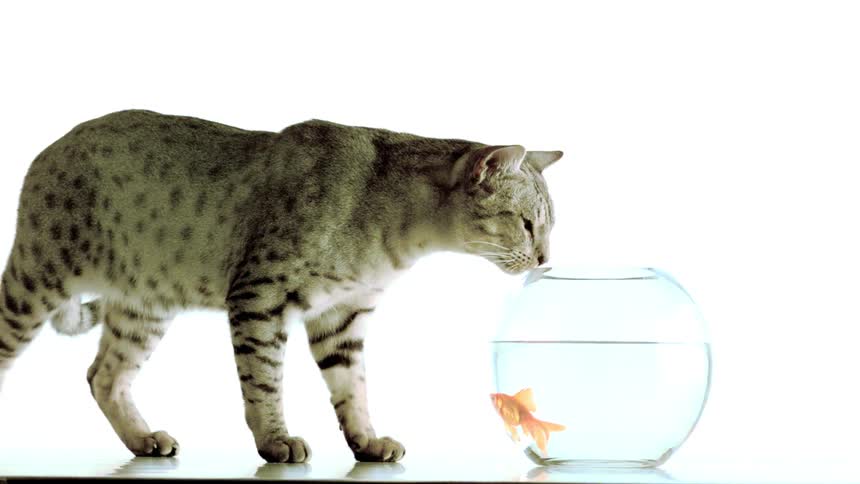 Gray spotted tabby cat watching a goldfish inside a round fishbowl