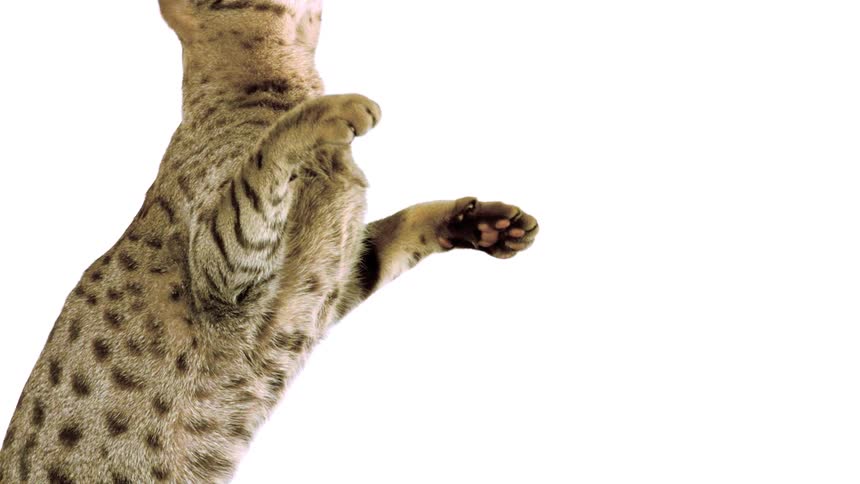 A short haired cat has water splashed in its face as it turns its head to avoid the water