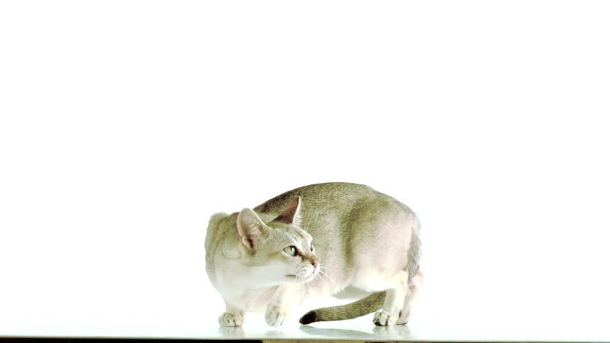 A cat crouching down
