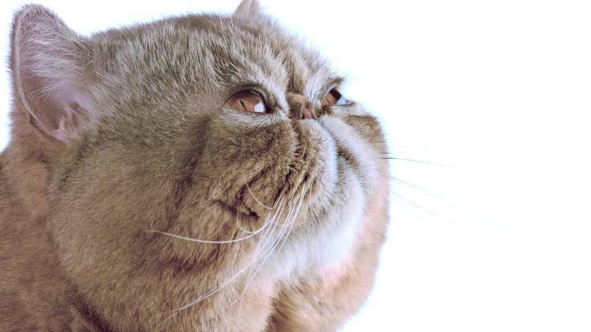 A close up of a cat in a room