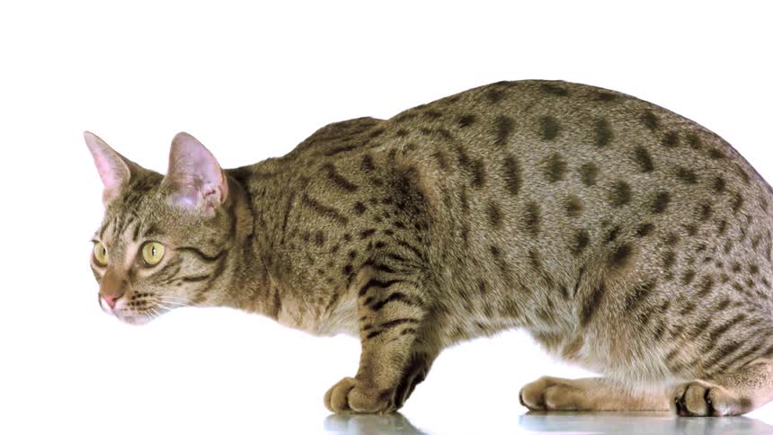 Brown spotted tabby cat in a low stance against a white background