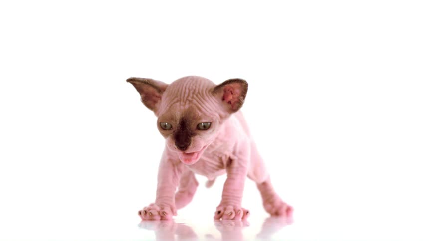 A hairless kitten stands on the floor against a bright background its expression tense and angry