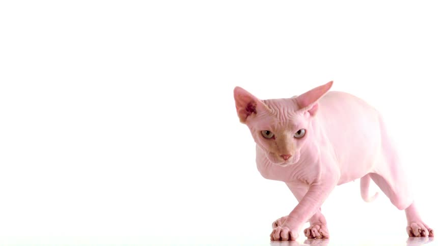 This is a short video featuring a sphynx cat a breed known for its lack of furthe cat is shown walking slowly toward the camera in what appears to be a white studio setting