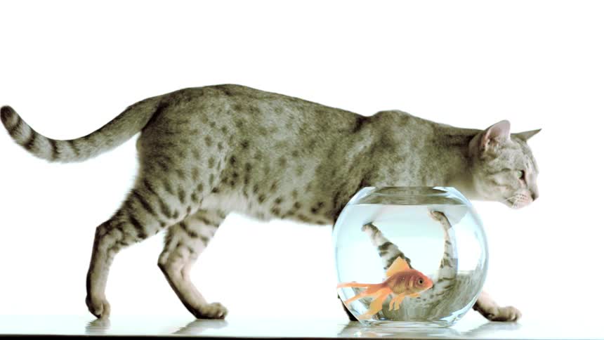 A cat walks past a fishbowl