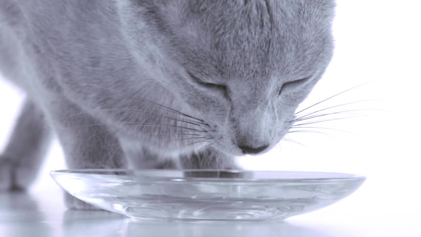 Gray cat licking liquid from a transparent saucer