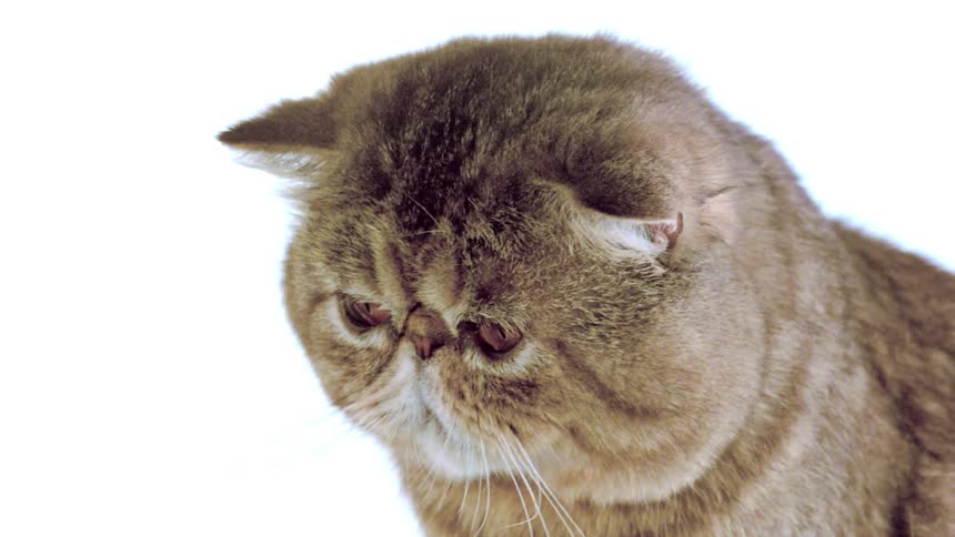 Brown cat looking downward against a light background
