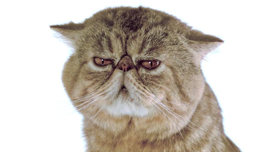 The cat has a flat face