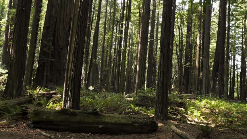 The forest has many tall thin trees