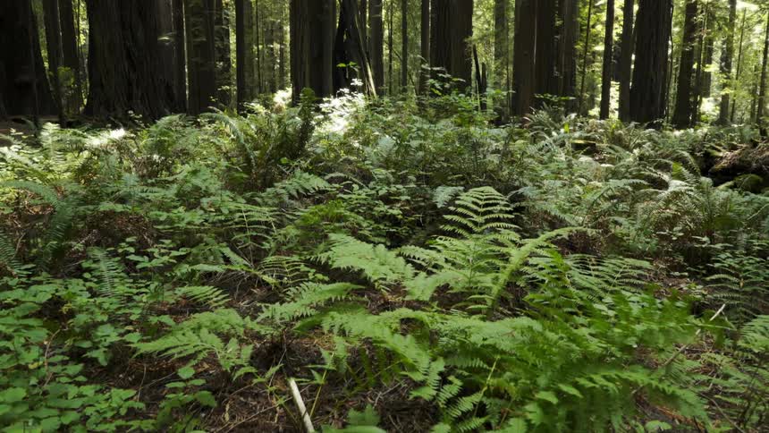 Green ferns and foliage in dense forest