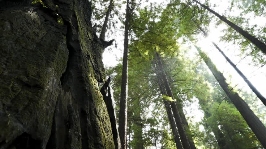 Tall forest trees tower overhead