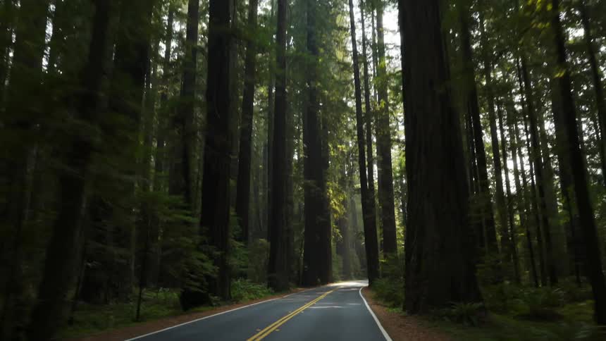 Driving through a forest during the day