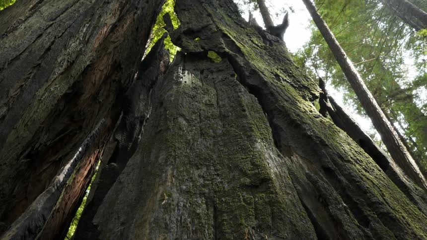 A large tree goes into the sky
