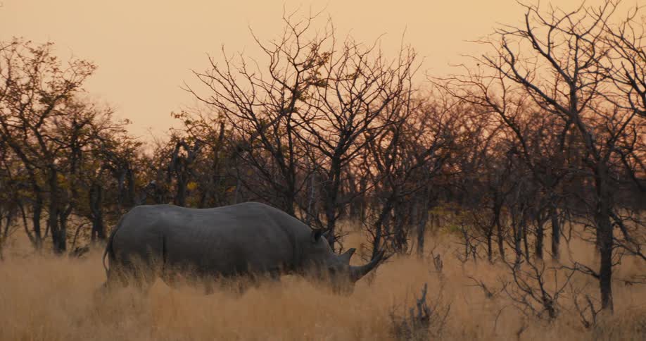 Rhinoceros walking across a field of tall dry grass and trees