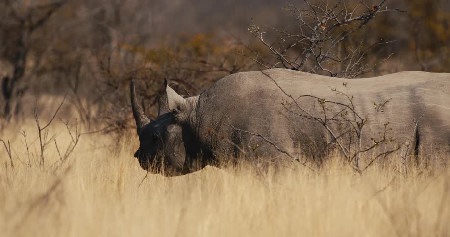 The rhino is standing in the tall yellow grass