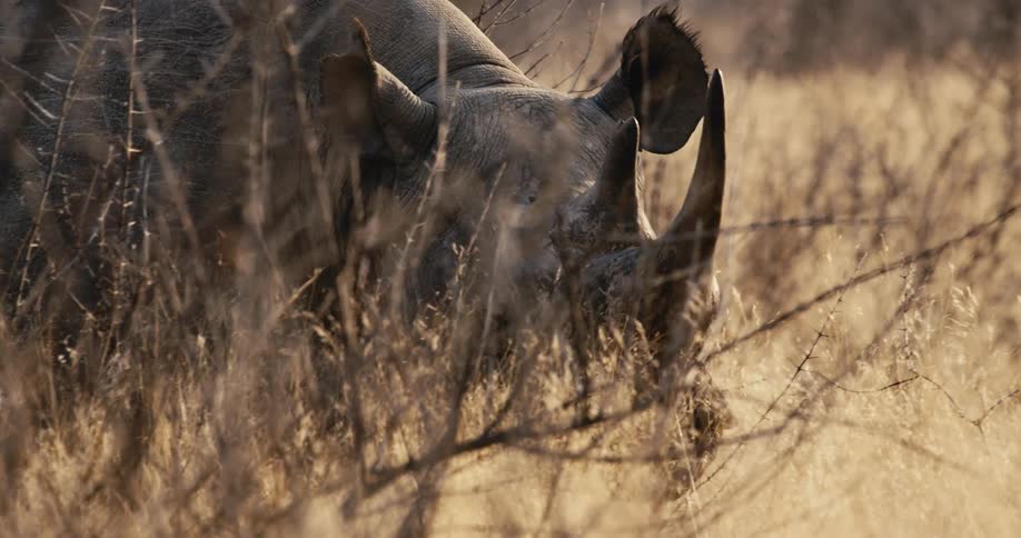 The large rhino pushes through the tall grass