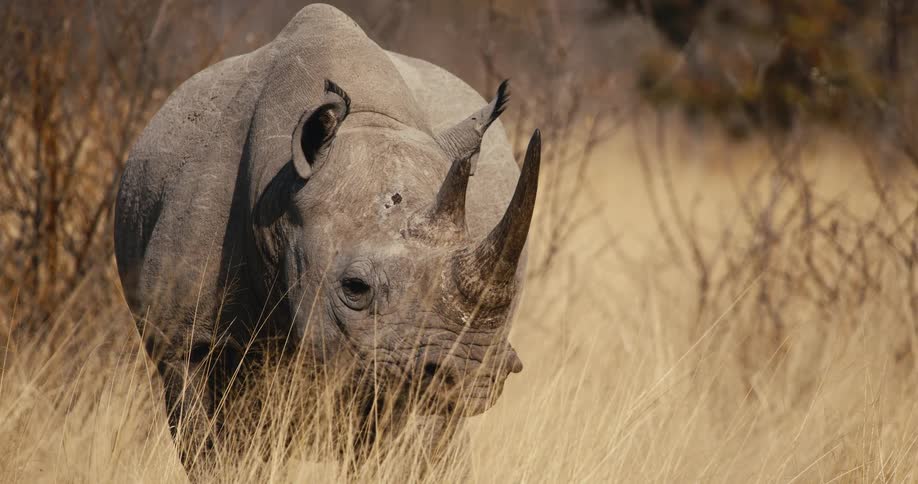 Sunlight shines on a rhinoceros standing in a field of tall dry grass