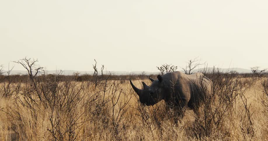 Rhinoceros grazing on plants on a field outdoors during day time