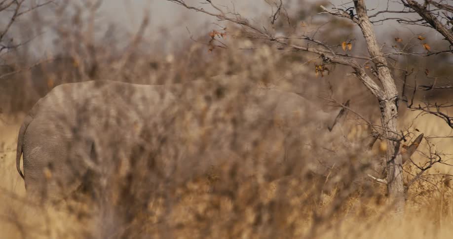 Rhinoceros walking across a field of tall dry grass and trees