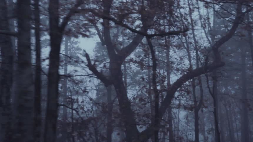 Traveling past trees in dark and foggy forest