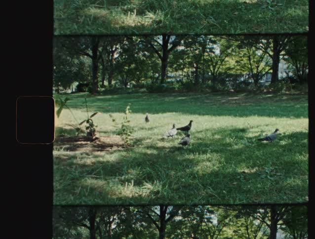 A view of some birds in a field