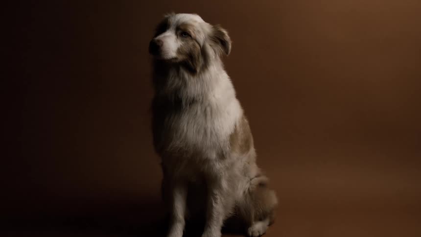 A dog with a mix of brown and white fur sits calmly inside a room its posture relaxed and peaceful as it takes in the quiet surroundings