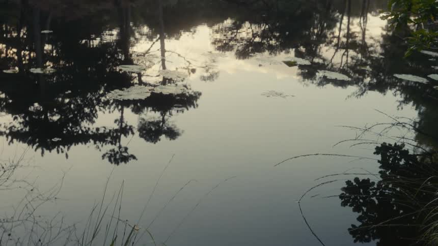 Insects fly over the reflective water surrounded by the woods during the daytime