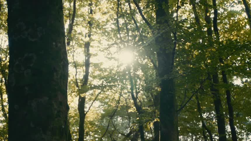 Sunlight shines through trees in the forest