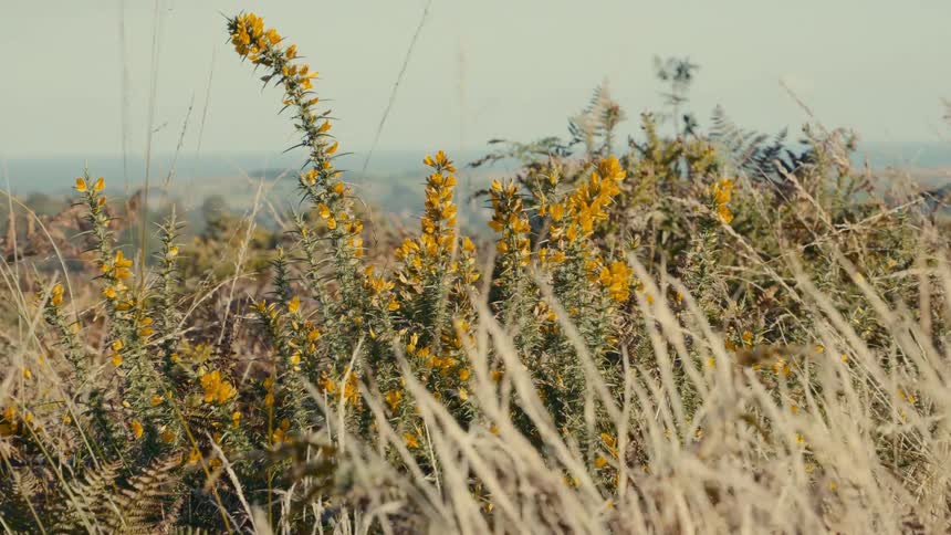 Some small plants with yellow flowers in a field surrounded by undergrowth