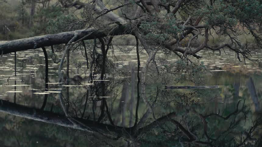 Fallen tree reflected on the calm lake surface