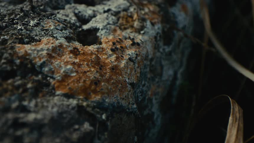 Rock covered with orange and gray lichens