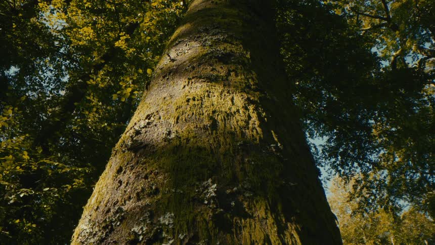 The tall green tree is covered with moss