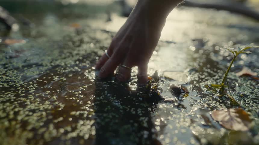 A hand gently dips into sunlit water covered in green duckweed