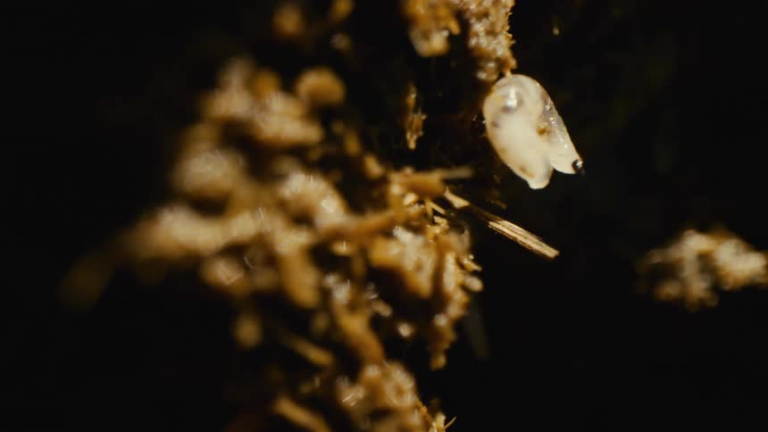 Small slug attached to a moist surface covered with debris