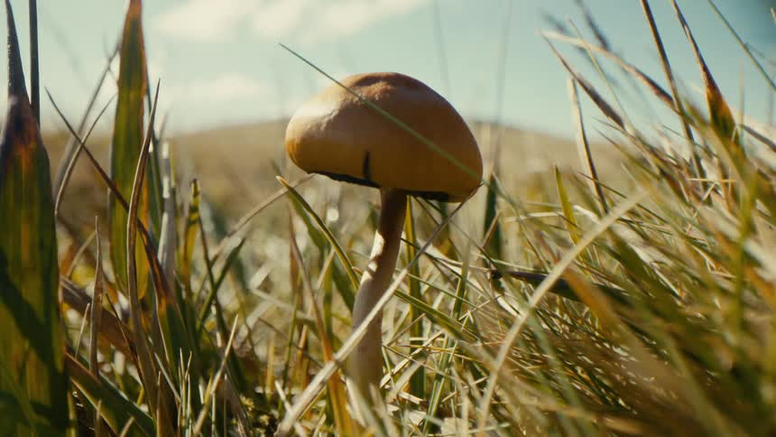 Mushroom growing in dry grass as a person walks by
