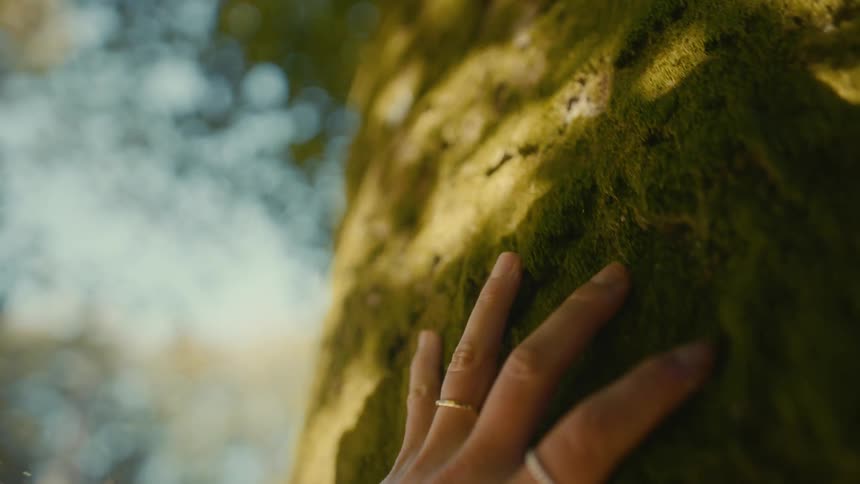 Hand touches mosscovered tree trunk amid diffuse forest light