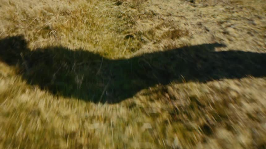 Shadow of a person cast on dry vegetation