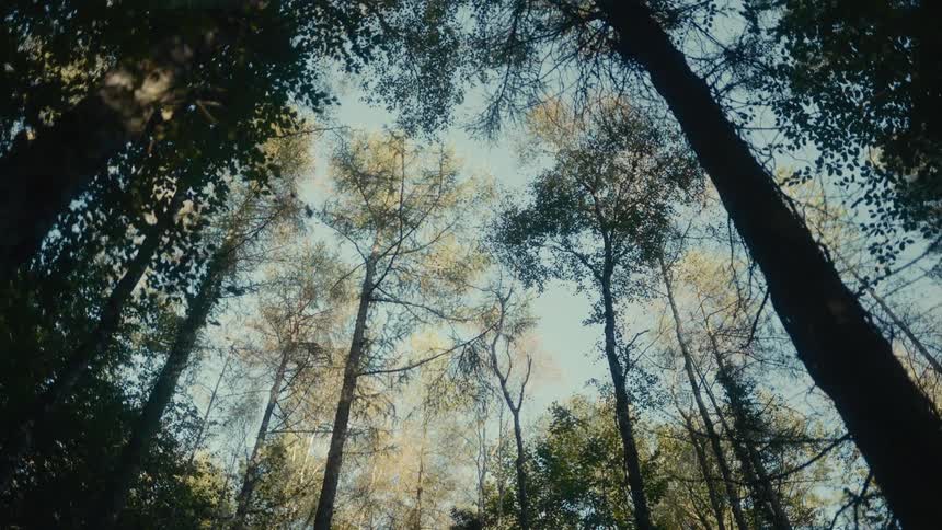 Tall tree canopies against the clear sky