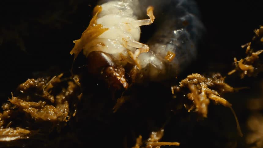 A white grub lies motionless within dark fibrous organic matter
