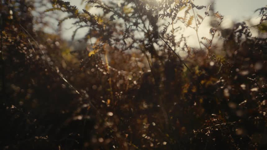 A view of leaves on a tree