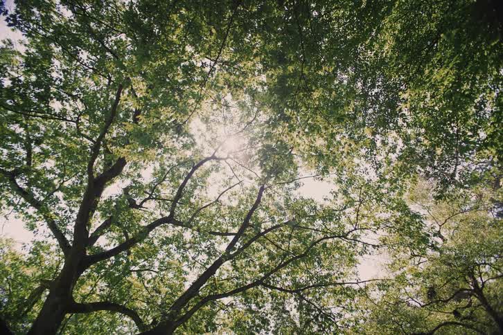 A forest stretches wide under a sunny sky its tall trees forming a natural canopy the branches and leaves overlap casting cool dappled shadows across the ground and gently filtering the sunlight